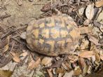 Hermanns : Male approx 40/50 years old (Starsky)